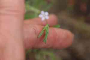 Small-flowered morning-glory(Convolvulus simulans)