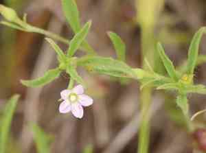 Small-flowered morning-glory(Convolvulus simulans)