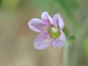 Small-flowered morning-glory(Convolvulus simulans)