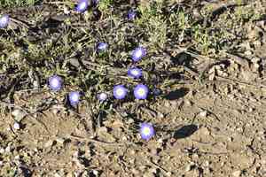 Dwarf morning glory(Convolvulus tricolor)