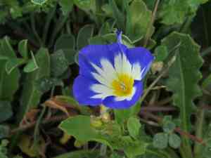 Dwarf morning glory(Convolvulus tricolor)
