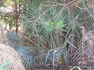 Brazilian wax palm(Copernicia prunifera)