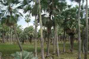 Brazilian wax palm(Copernicia prunifera)