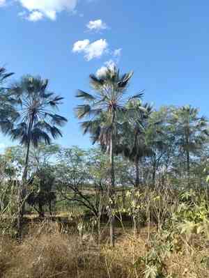 Brazilian wax palm(Copernicia prunifera)