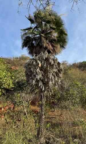 Brazilian wax palm(Copernicia prunifera)