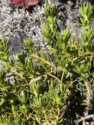 'aiakanene(Coprosma ernodeoides)