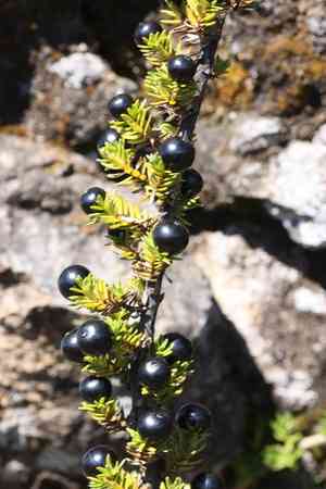 'aiakanene(Coprosma ernodeoides)