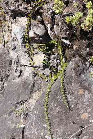 'aiakanene(Coprosma ernodeoides)