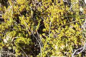 'aiakanene(Coprosma ernodeoides)