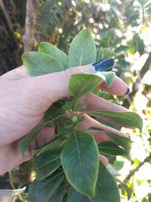 Maui mirrorplant(Coprosma ochracea)