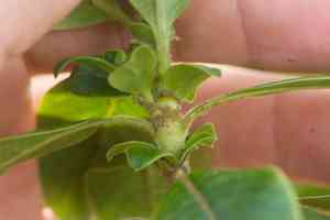 Maui mirrorplant(Coprosma ochracea)