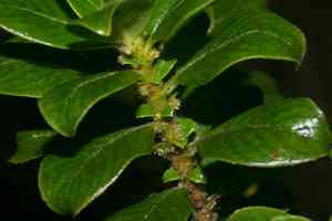 Maui mirrorplant(Coprosma ochracea)