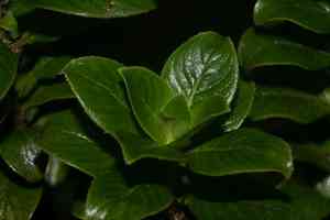Maui mirrorplant(Coprosma ochracea)
