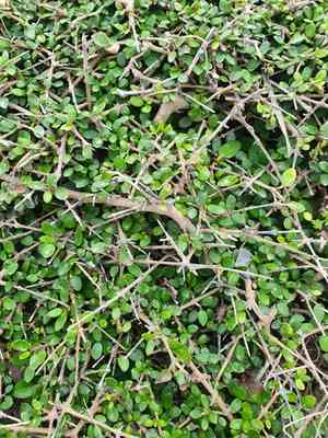 Swamp coprosma(Coprosma propinqua)