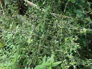 Swamp coprosma(Coprosma propinqua)