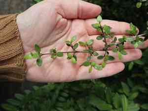 Swamp coprosma(Coprosma propinqua)