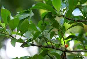Woodland mirrorplant(Coprosma rhynchocarpa)