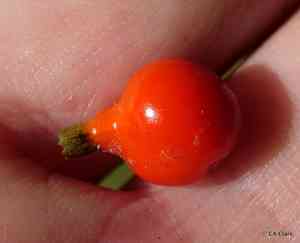 Woodland mirrorplant(Coprosma rhynchocarpa)