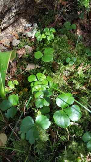 Threeleaf goldthread(Coptis trifolia)