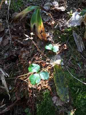 Threeleaf goldthread(Coptis trifolia)