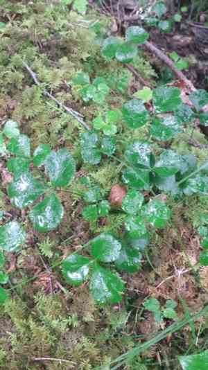 Threeleaf goldthread(Coptis trifolia)