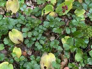 Threeleaf goldthread(Coptis trifolia)
