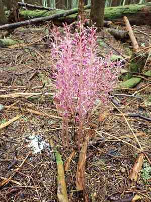 Pacific coralroot(Corallorhiza mertensiana)