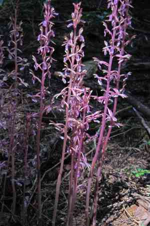 Pacific coralroot(Corallorhiza mertensiana)