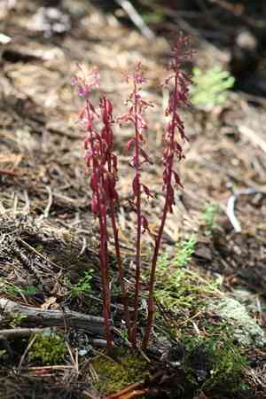 Pacific coralroot(Corallorhiza mertensiana)