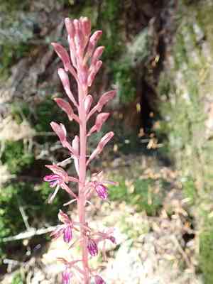 Pacific coralroot(Corallorhiza mertensiana)