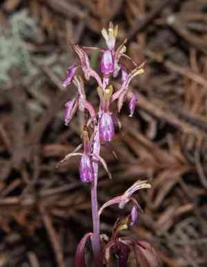 Pacific coralroot(Corallorhiza mertensiana)