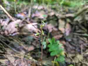 Autumn coralroot(Corallorhiza odontorhiza)