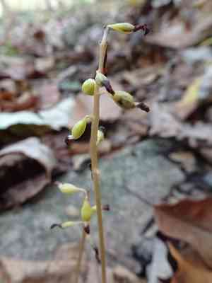 Autumn coralroot(Corallorhiza odontorhiza)