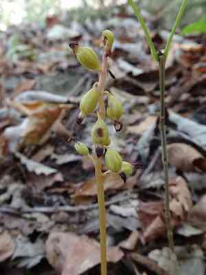 Autumn coralroot(Corallorhiza odontorhiza)