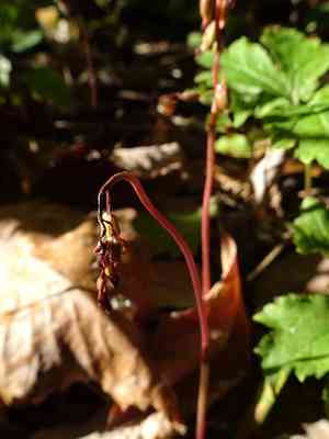 Autumn coralroot(Corallorhiza odontorhiza)