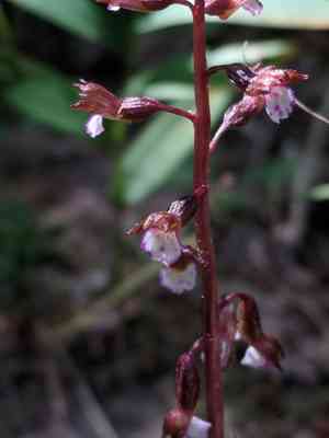 Autumn coralroot(Corallorhiza odontorhiza)