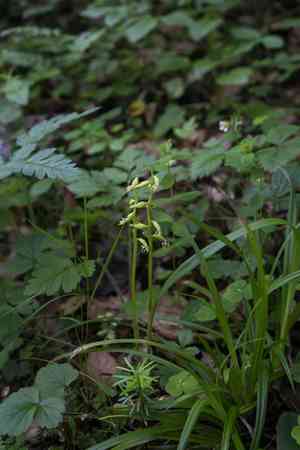 Yellow coralroot(Corallorhiza trifida)