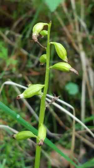 Yellow coralroot(Corallorhiza trifida)