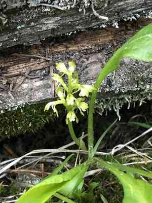 Yellow coralroot(Corallorhiza trifida)