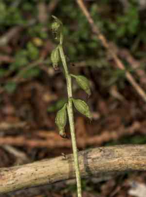 Yellow coralroot(Corallorhiza trifida)