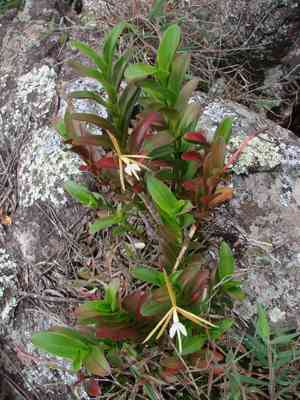 Spring coralroot(Corallorhiza wisteriana)