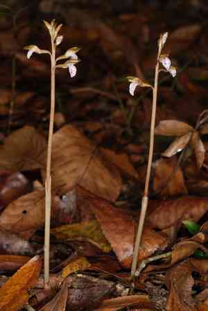 Spring coralroot(Corallorhiza wisteriana)