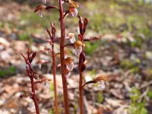 Spring coralroot(Corallorhiza wisteriana)