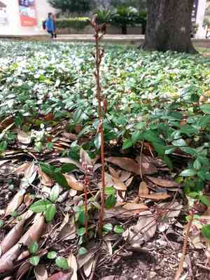 Spring coralroot(Corallorhiza wisteriana)