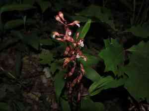 Spring coralroot(Corallorhiza wisteriana)