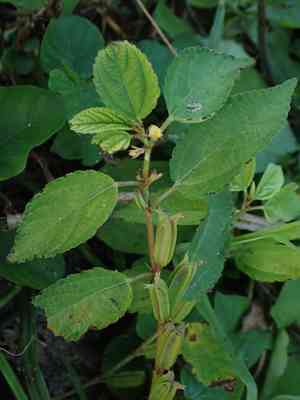 East indian jew's-mallow(Corchorus aestuans)