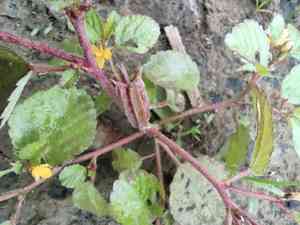 East indian jew's-mallow(Corchorus aestuans)
