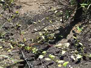 Tossa jute(Corchorus olitorius)