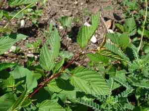 Tossa jute(Corchorus olitorius)