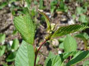 Tossa jute(Corchorus olitorius)